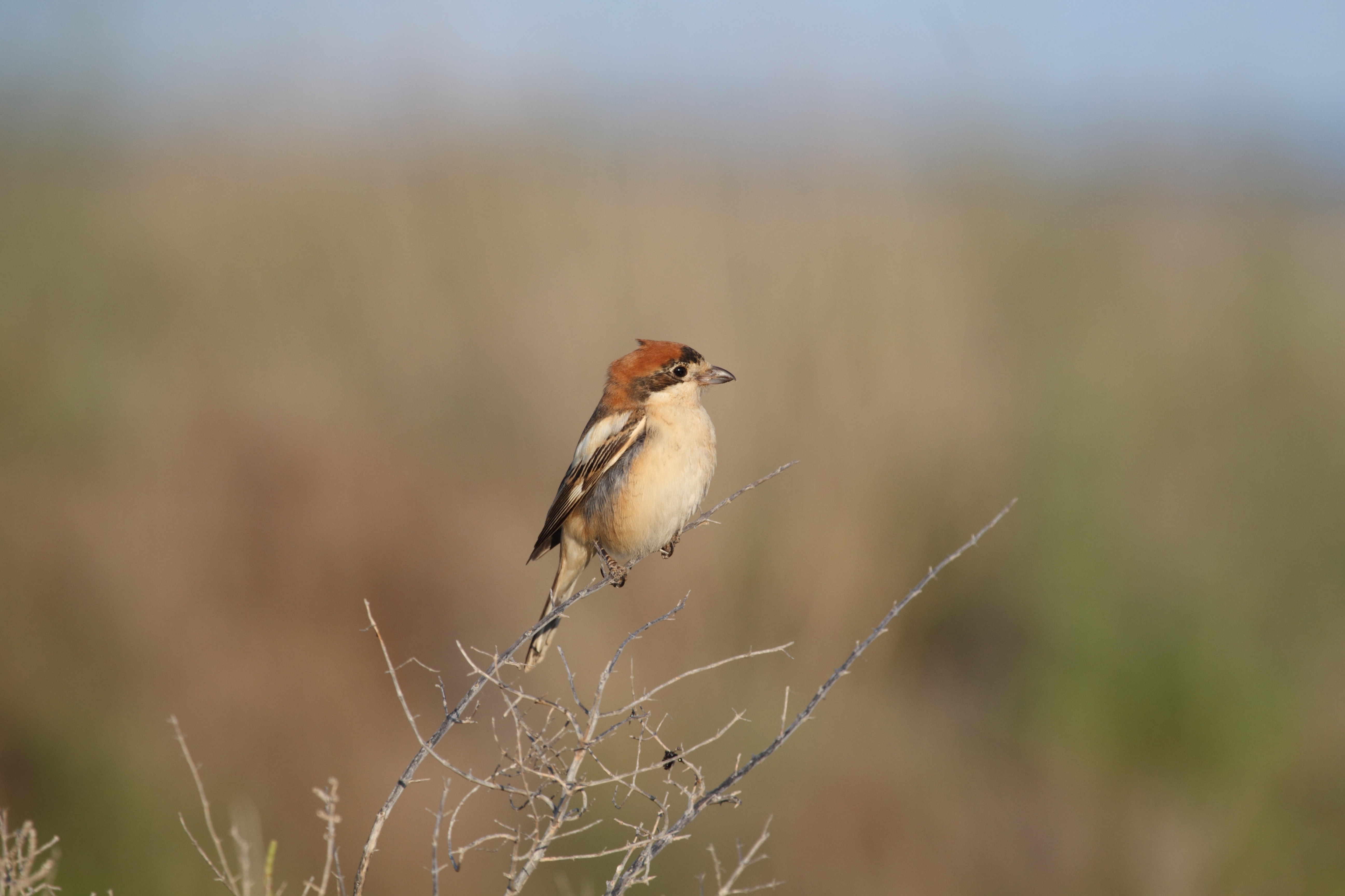 Rousse piquante